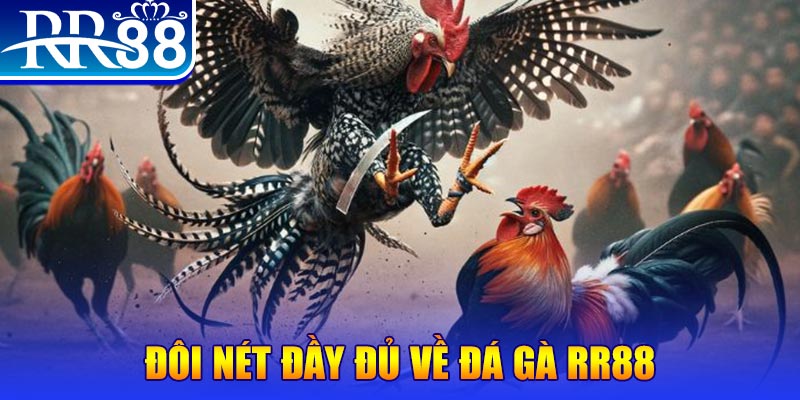 kuwin24 gà chọi hoà phong