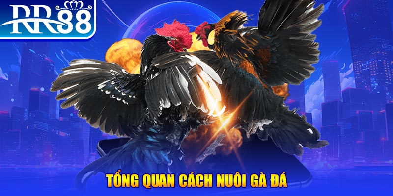 kuwin24 xổ số thứ ba
