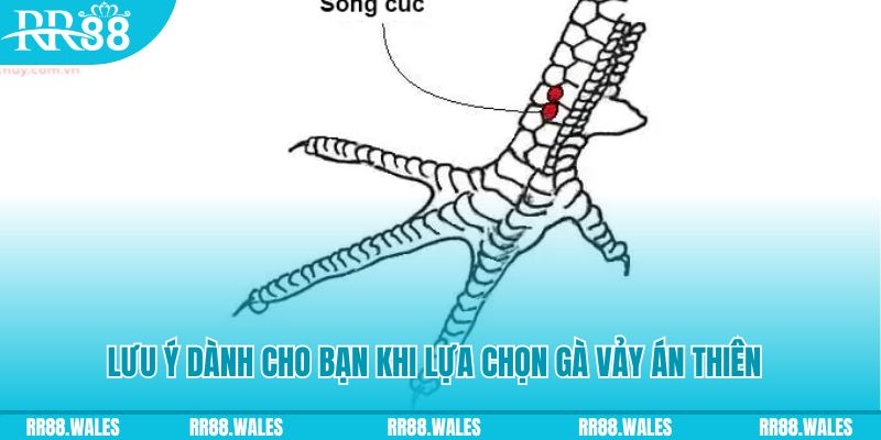 kuwin24 xổ số khánh hòa