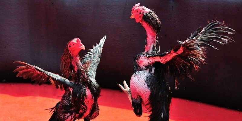 kuwin24 bắn cá đổi thưởng
