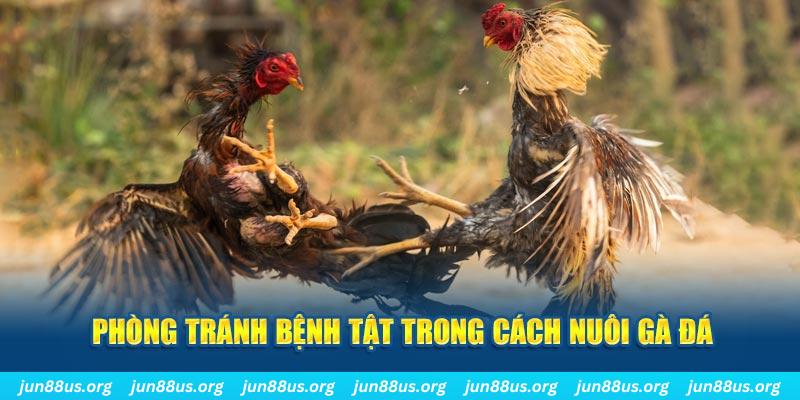 kuwin24 natural” trong baccarat nghĩa là gì？